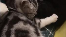 睡貓肚皮「波浪滾動」　網友全驚呆！