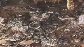 說明 地板鑽出一條響尾蛇！掀開驚見35條當場嚇破膽 圖/翻攝臉書
