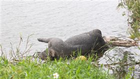 桃園池塘發現棄置死豬　動保處採樣送驗中國非洲豬瘟疫情持續延燒，桃園地區27日也傳出有死豬遭任意棄置，附近居民緊急通報動保處到場採樣，檢驗結果最快一天出爐。中央社記者吳睿騏桃園攝　107年12月27日