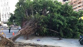 台中路樹倒塌／翻攝自臉書爆料公社