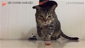 ▲看見食物，馬上飛奔的喵星人。（圖／AP/Jukin Media授權）