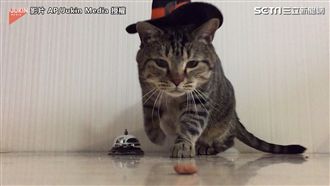 「給本喵上菜」魔法喵星人按鈴求餵食