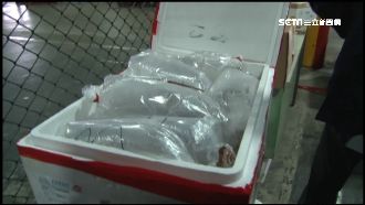 查獲走私活鰻線　 值8百萬可罰3倍