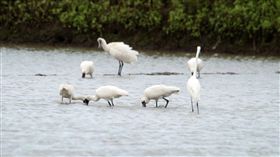 台北,北投,關渡自然公園,葉再富,停車場,違建。關渡自然公園提供