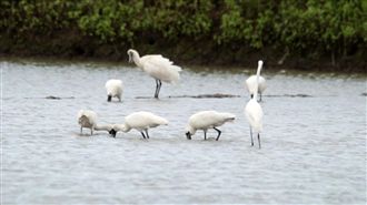 獨／最後綠地　每年約60種候鳥入境