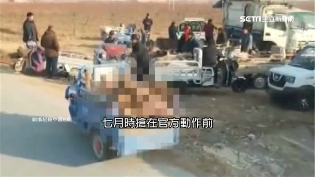 陸豬農早知情？洩密曝「病豬早賣光」