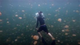 帛琉水母湖重新開放，遊客可享受與數以萬計無毒水母一起共游。（圖／翻攝自YouTube）