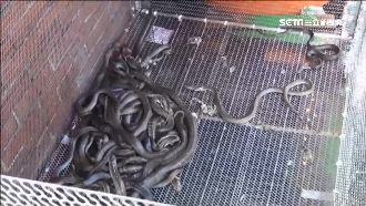 男私捕保育類蛇龜販售！每斤千元起跳