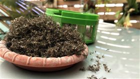 只要家中出現蚊子，想要好好睡上一覺可就很難了，為了將家中蚊子殺光，有民眾就在家中放了2台捕蚊燈，沒想到才放了短短7天，被消滅的蚊子就多的有如小山丘，讓不少網友看了紛紛敲碗大喊：「太強大了！」