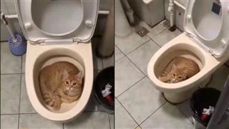 馬桶驚見「橘色物體」！仔細看崩潰了