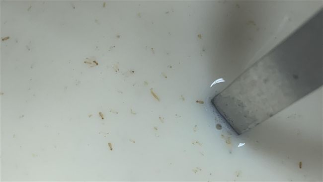 豪飲整罐豆漿燕麥　他飄不祥預感崩潰