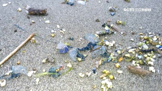 連屍體都有毒！世界前3毒水母現綠島