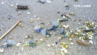 連屍體都有毒！世界前3毒水母現綠島