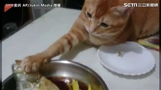 「摸魚」止渴？喵星人看得到吃不到