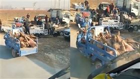 非洲豬瘟,病死豬,交易,中國大陸（圖／翻攝自記錄中國6.0臉書）