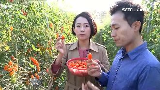 連假遊美濃　橙蜜香番茄「正到時」