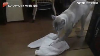 潔癖貓賣力擦地板　網友：鐘點費多少