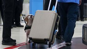 高雄機場模擬演習　出動防疫犬防非洲豬瘟高雄國際機場26日舉行「107年全國非洲豬瘟緊急防檢疫模擬演習」，模擬旅客入關時，遭米格魯防疫犬DOS（中）嗅出行李內夾藏豬肉等肉製品，立即坐下向領犬員示警。中央社記者陳朝福攝　107年12月26日