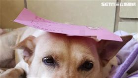 狗狗點光明燈! 廟方貼心冠名