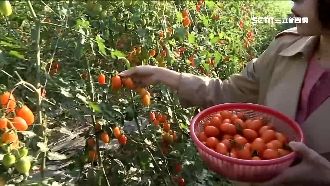 連假玩美濃！現摘小蕃茄體驗一日農夫