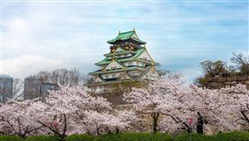 ▲關西賞櫻名勝─大阪城。(圖／shutterstock.com提供)