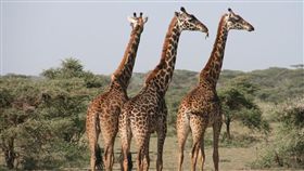 長頸鹿,圖／翻攝自Pixabay