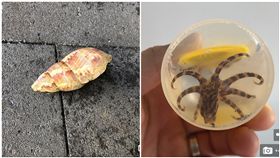  女童撿貝殼回家　掉出小章魚！父嚇傻：比眼鏡蛇還要毒，圖／翻攝自dailymailnews.tk