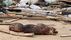 死豬漂至金門　防疫所：民眾勿恐慌
非洲豬瘟備受矚目，金門田埔海域31日漂來一隻死豬。
金門縣動植物防疫所表示，將採樣送農委會家畜衛生試
驗所檢驗，研判這是個案，民眾不必恐慌。
（金門岸巡隊提供）
中央社記者黃慧敏傳真　107年12月31日