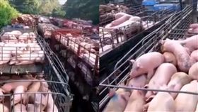 活埋,大陸,中國,豬瘟,畫面,病豬,非洲豬瘟,阿彌陀佛　圖／翻攝自安順網　https://goo.gl/W57Q6z　