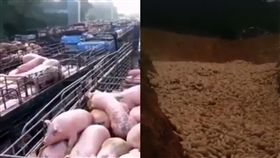 活埋,大陸,中國,豬瘟,畫面,病豬,非洲豬瘟,阿彌陀佛　圖／翻攝自安順網　https://goo.gl/W57Q6z　