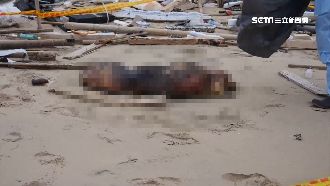 漂流豬屍現新北海灘 非洲豬瘟呈陽性