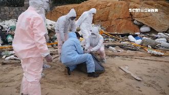 斃死豬驗出非洲豬瘟　金門人反擊了