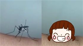 疾病,蚊子,口氣,皮膚,吸血,軟掉,彎曲,歪掉,碰壁,昆蟲,蟑螂,傳染　圖／翻攝自YouTube https://youtu.be/mT_r3xBKtCc