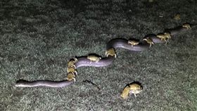 蟾蜍,蛇,澳洲,草地,蟒蛇,天敵,糧食,生態系統　圖／翻攝自YouTube