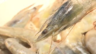 買蝦見藍色膏狀物　老司機揭密超新鮮