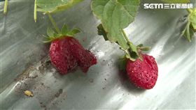 草莓遭破壞