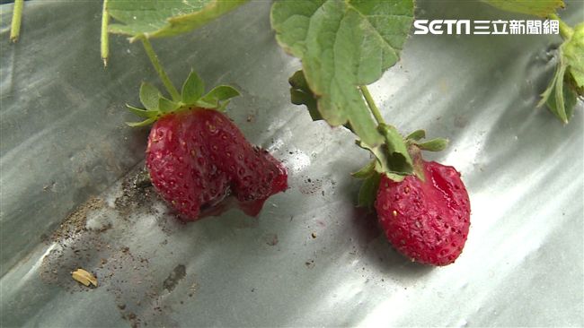 小孩剪爛3斤草莓　親子團家長道歉了