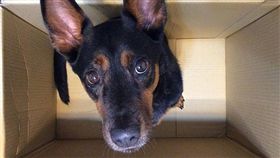 因版權問題，名家圖請勿使用，謝謝。(圖片來源:寵物滔客誌)