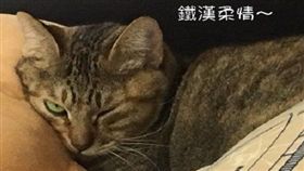 因版權問題，名家圖請勿使用，謝謝。(圖片來源:寵物滔客誌)