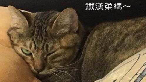家有惡貓怎麼辦？幾個撇步教你搞定