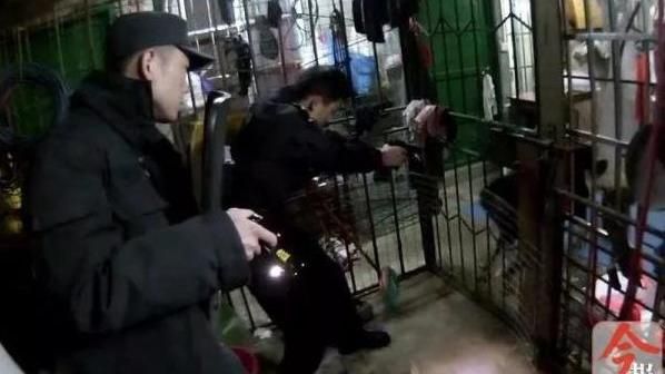 藏獒發狂慘被咬傷　飼主找警斃了牠