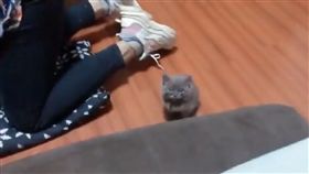 貓,傻眼貓咪,貓奴（圖／翻攝自加藤軍台灣粉絲團 2.0臉書）