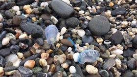 花蓮,七星潭,僧帽水,世界第三毒,Physalia physalis（圖／翻攝花蓮人）