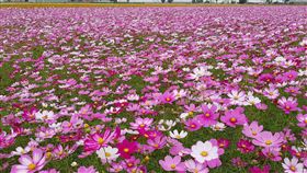 莿桐花海波斯菊盛開莿桐花海被譽為全國十大花海之一，滿滿的波斯菊盛開，雲林縣政府2日表示，預計農曆春節期間盛開，賞花正是好時節。中央社記者葉子綱攝  108年1月2日