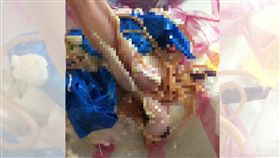 豬腸,蛔蟲,麵線,雞絲麵,內臟(圖/翻攝自爆怨公社)