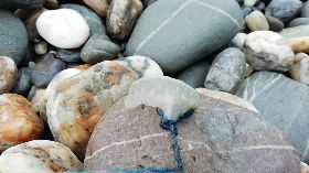 世界第三毒僧帽水母東海岸現蹤　屍體活