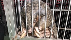 開門驚見穿山甲　苗栗餐廳業者助安置（1）苗栗縣苑裡鎮一家餐廳業者，在店門口發現一隻重達11台斤的穿山甲，為避免遭野狗咬傷，先暫時幫忙安置，再通知苗栗縣政府農業處前往帶回野放。（餐廳業者提供）中央社記者管瑞平傳真　108年1月3日