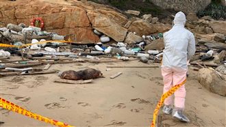 金門死豬染豬瘟　賴揆明開跨部會會議