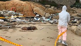 死豬漂至金門田埔岸際　現場封鎖戒護非洲豬瘟蔓延之際，海巡署金馬澎分署第九（金門）岸巡隊31日在金沙鎮田埔岸際沙灘發現一隻死亡豬隻，隨即在現場設封鎖線，人員穿上防疫裝備戒護，並通報金門縣動植物防疫所等單位前往處理。（金門岸巡隊提供）中央社記者黃慧敏傳真　107年12月31日