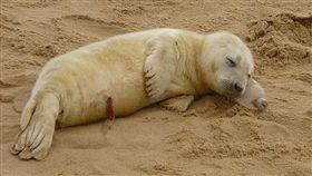 （圖／翻攝自推特）英國,霍西海灘,灰海豹,枕頭,寶特瓶